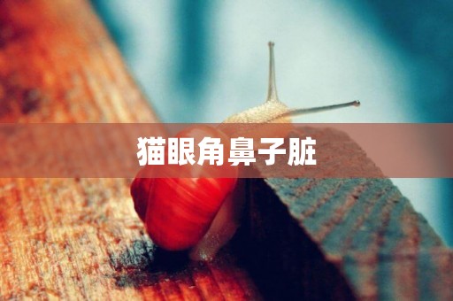 貓眼角鼻子臟