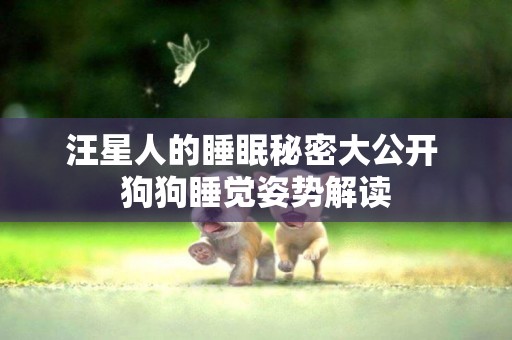 汪星人的睡眠秘密大公開 狗狗睡覺姿勢解讀