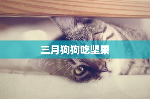 三月狗狗吃堅果