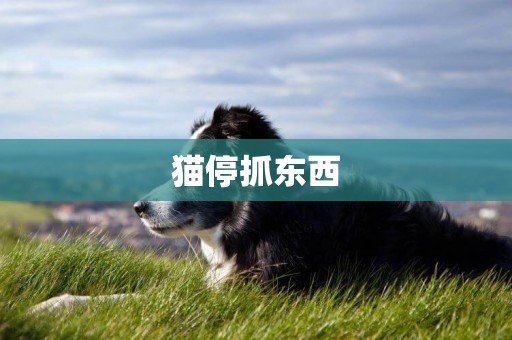 貓停抓東西
