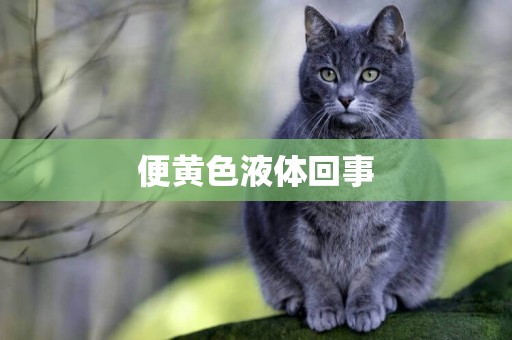 便黃色液體回事