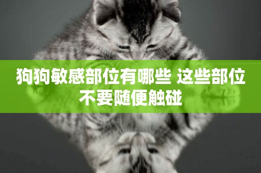 狗狗敏感部位有哪些 這些部位不要隨便觸碰 狗狗敏感部位有哪些 這些部位不要隨便觸碰