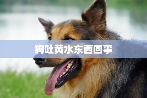 狗吐黃水東西回事