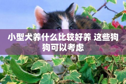 小型犬養什么比較好養 這些狗狗可以考慮