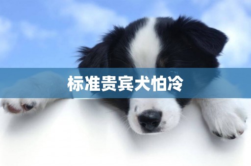標準貴賓犬怕冷