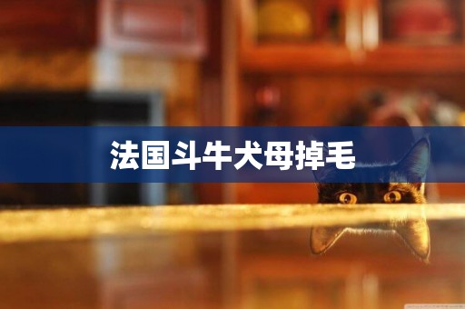 法國斗牛犬母掉毛