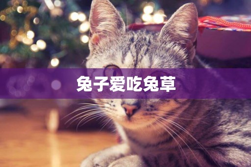 兔子愛吃兔草