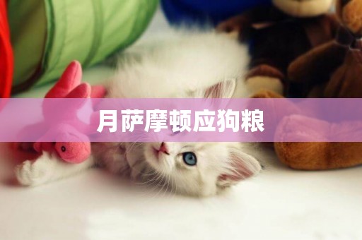 月薩摩頓應狗糧