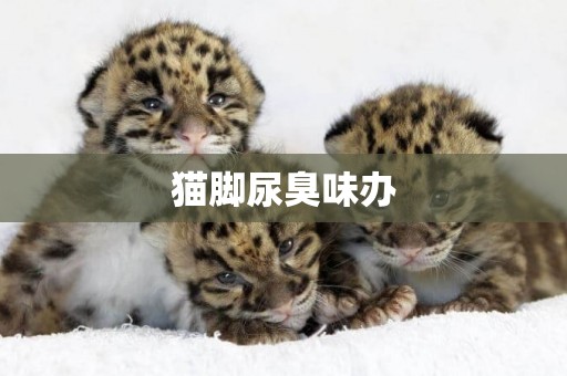 貓腳尿臭味辦