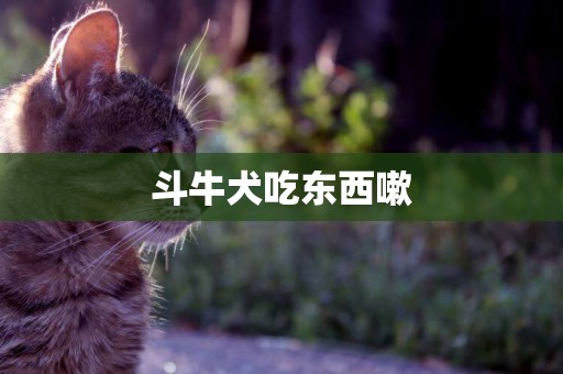 斗牛犬吃東西嗽