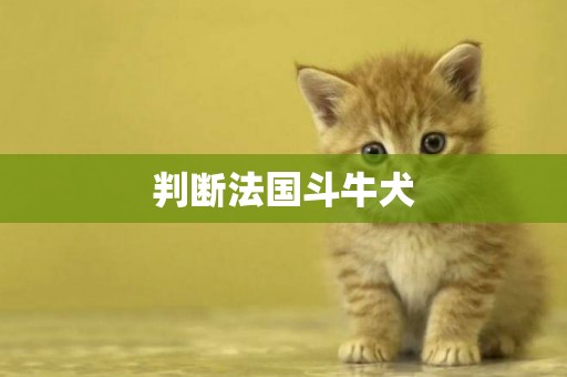 判斷法國斗牛犬