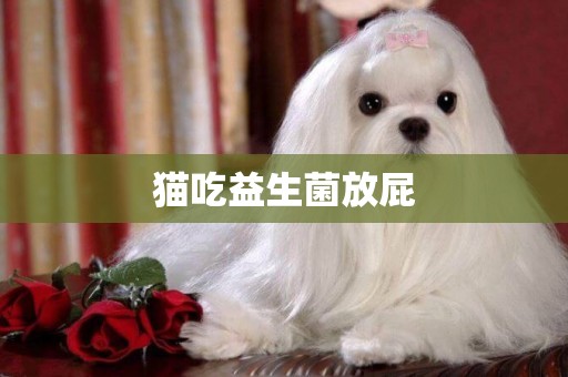 貓吃益生菌放屁