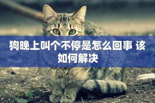 狗晚上叫個不停是怎么回事 該如何解決