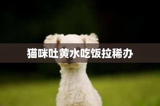 貓咪吐黃水吃飯拉稀辦