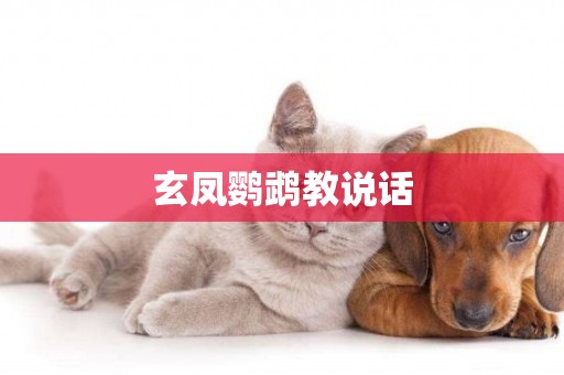 玄鳳鸚鵡教說話