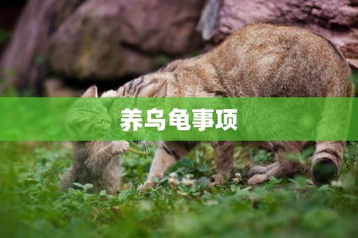 養烏龜事項