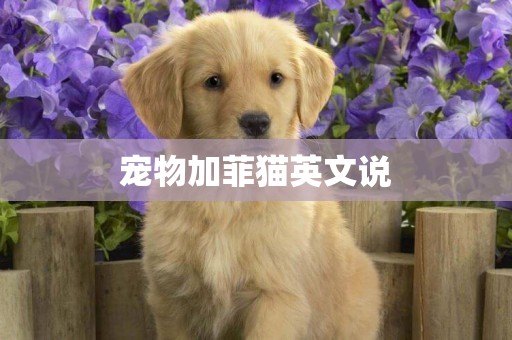 寵物加菲貓英文說