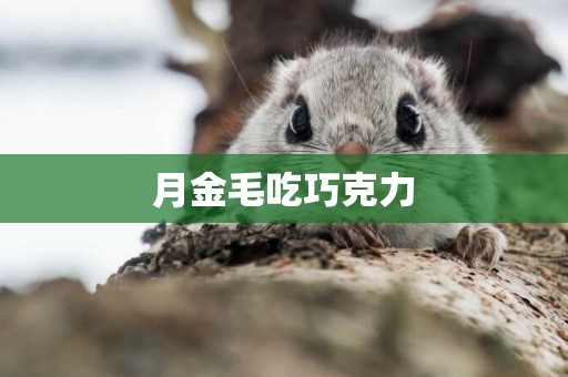 月金毛吃巧克力