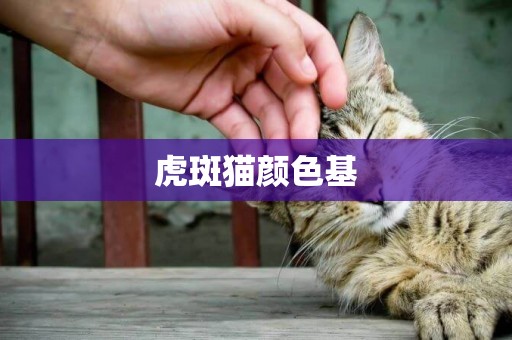 虎斑貓顏色基
