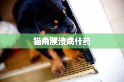 貓角膜潰瘍什藥