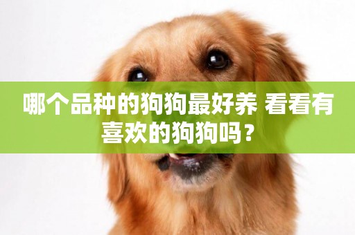 哪個品種的狗狗最好養 看看有喜歡的狗狗嗎？
