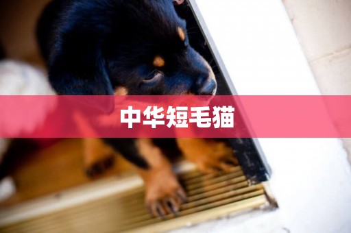 中華短毛貓