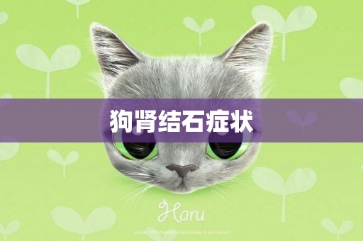 狗腎結石癥狀