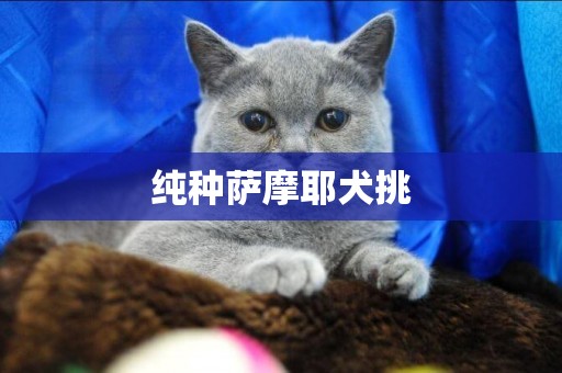 純種薩摩耶犬挑
