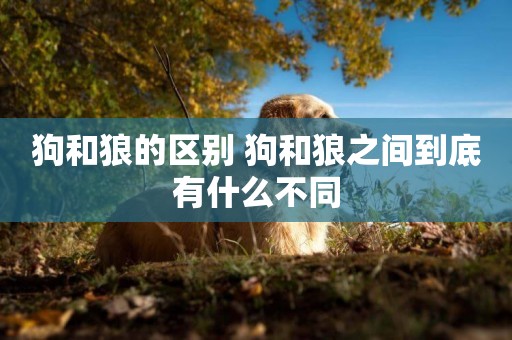 狗和狼的區別 狗和狼之間到底有什么不同