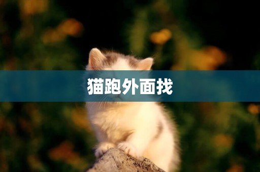 貓跑外面找