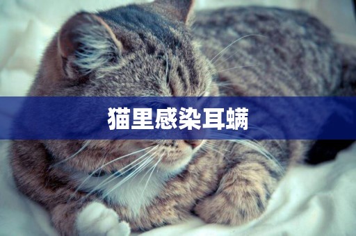 貓里感染耳螨