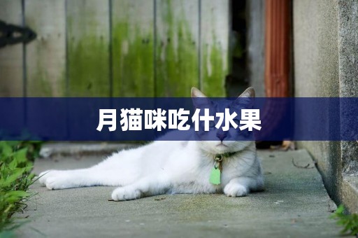 月貓咪吃什水果