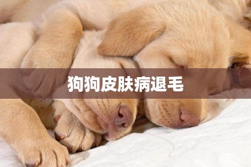 狗狗皮膚病退毛