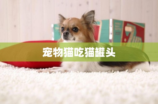 寵物貓吃貓罐頭