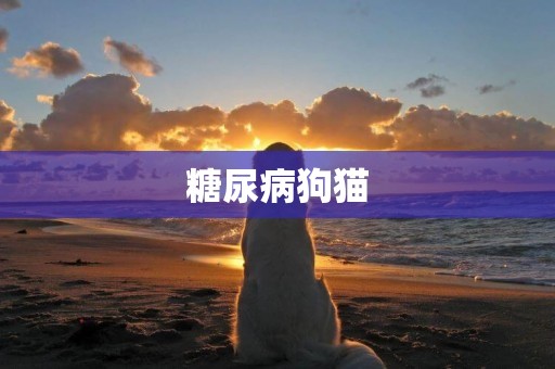 糖尿病狗貓