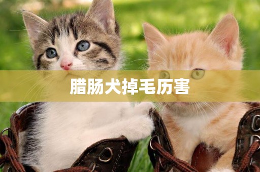 臘腸犬掉毛歷害
