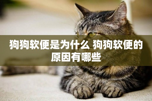 狗狗軟便是為什么 狗狗軟便的原因有哪些