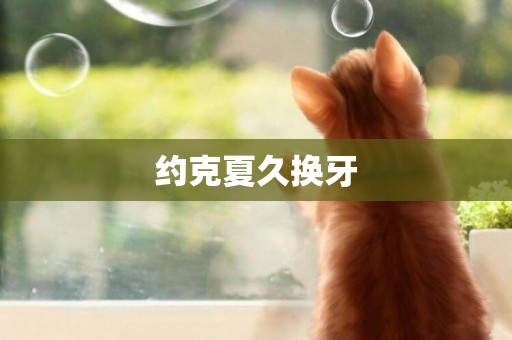 約克夏久換牙