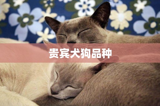 貴賓犬狗品種