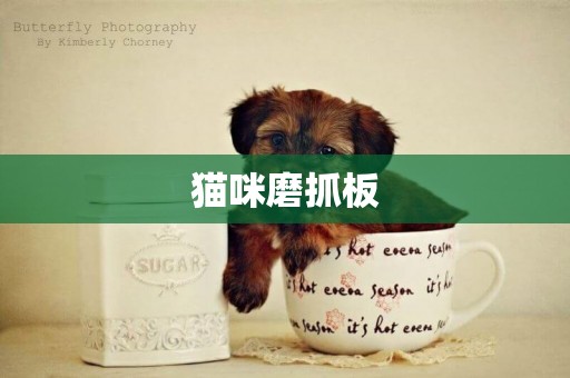 貓咪磨抓板