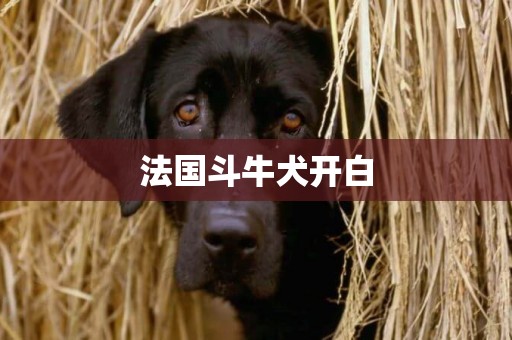 法國斗牛犬開白
