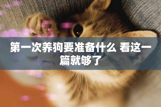 第一次養狗要準備什么 看這一篇就夠了