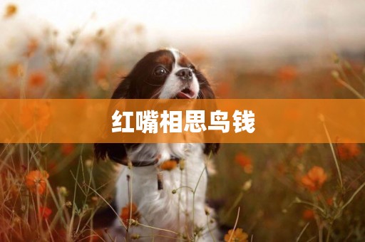 紅嘴相思鳥錢