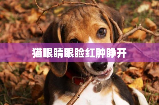 貓眼睛眼瞼紅腫睜開