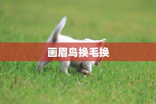 畫眉鳥換毛換