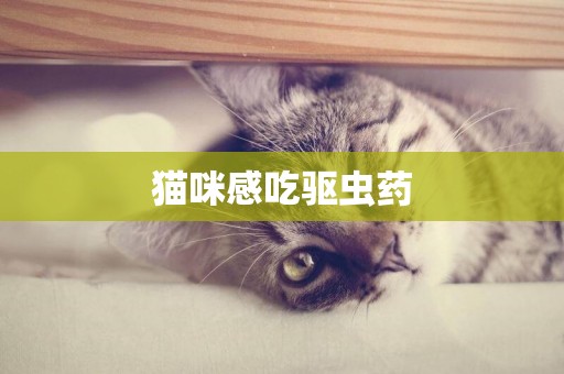 貓咪感吃驅蟲藥