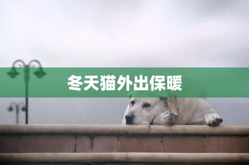 冬天貓外出保暖