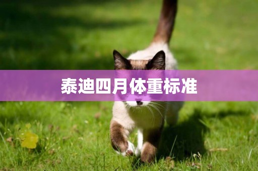 泰迪四月體重標準