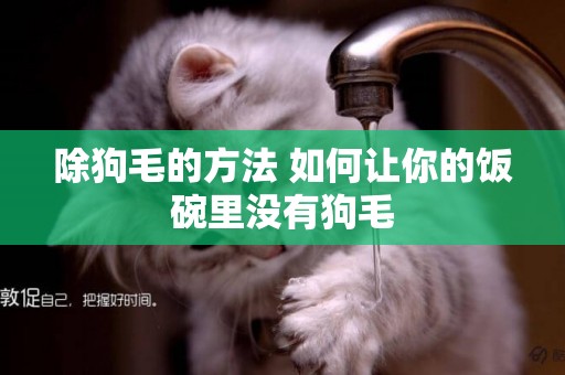 除狗毛的方法 如何讓你的飯碗里沒有狗毛