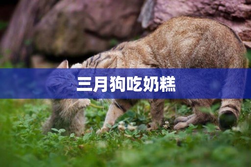 三月狗吃奶糕